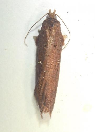 Acleris ferrugana